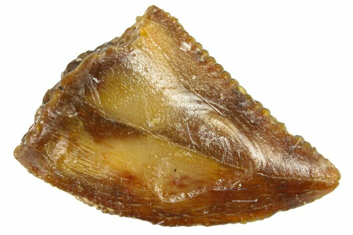 Serrated Raptor Tooth - Real Dinosaur Tooth #300804